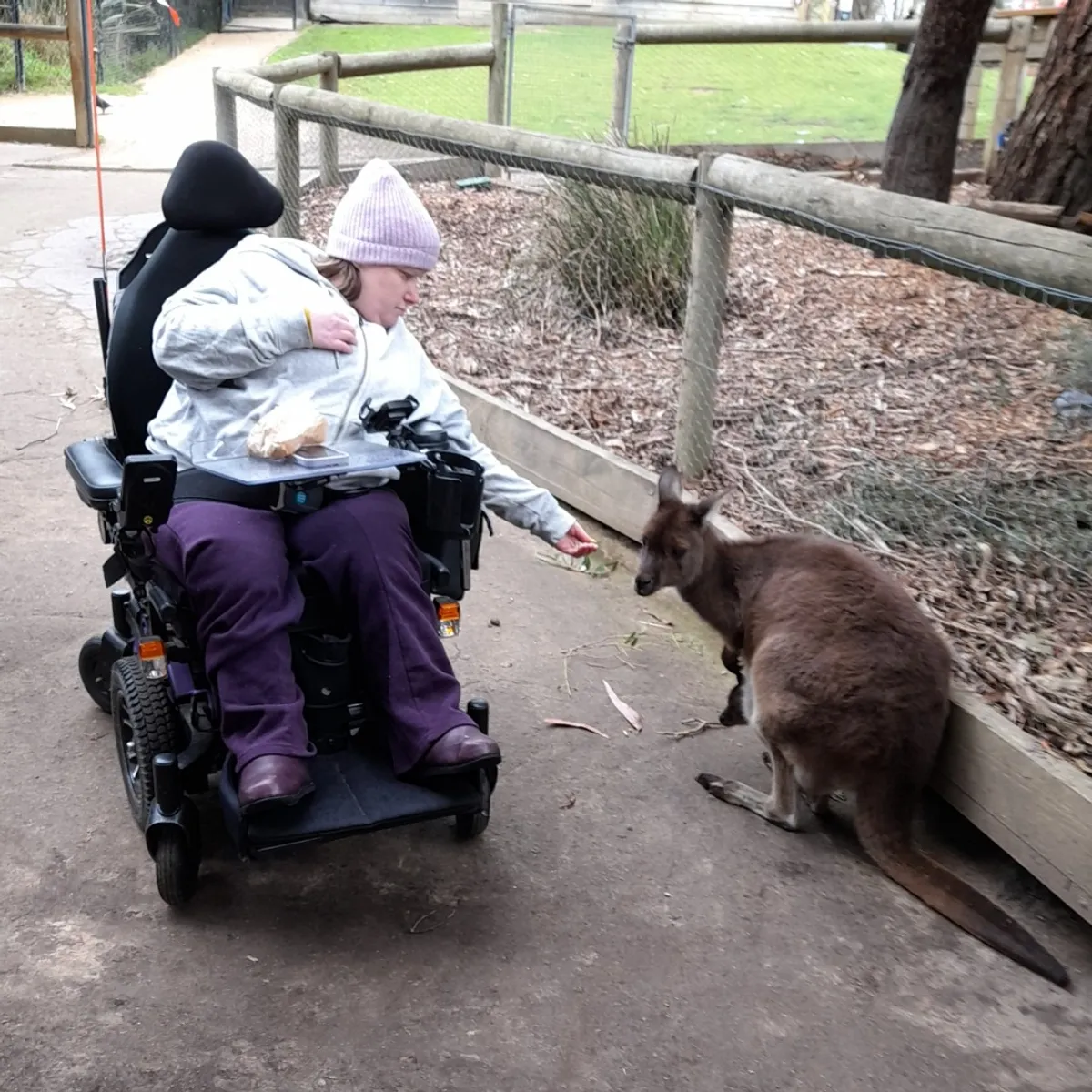 person in wheelchair feeding a small kangaroo at a zoo